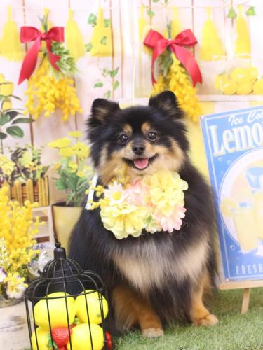 20240423アンバーちゃん 